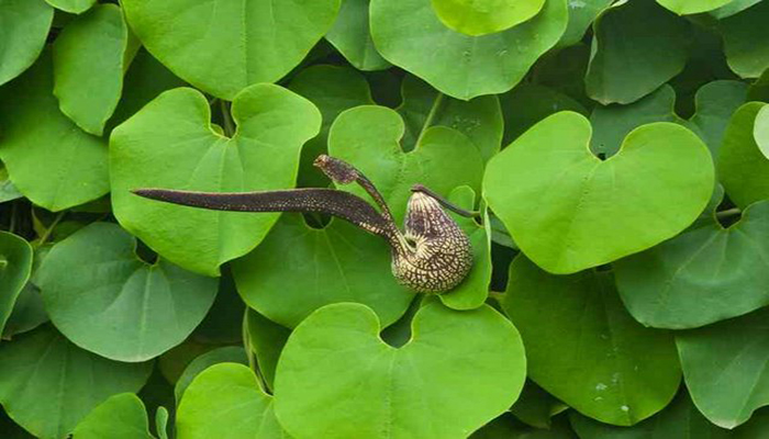 Pipa del holandés (Aristolochia macrophylla)