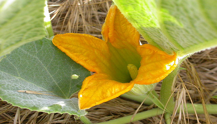 planta olorosa