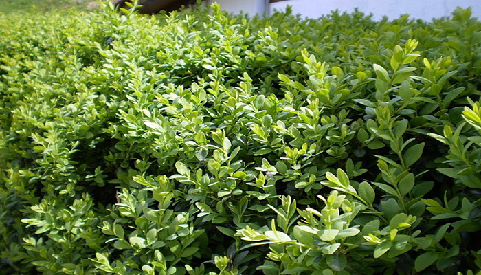 Boxwood (buxus sempervirens