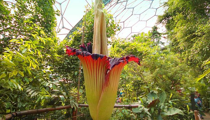 planta que huelen podrido