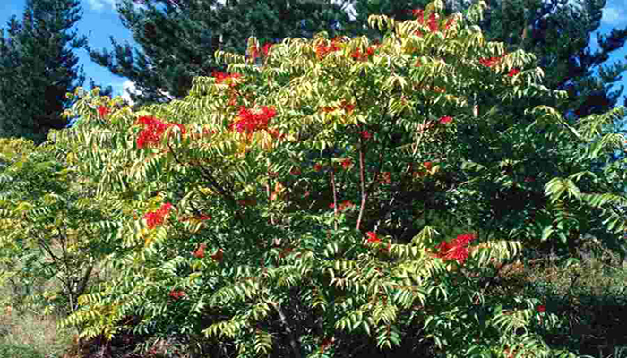 Árbol del cielo (ailanthus altissima)