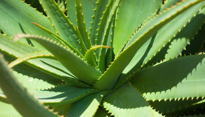 Aloe-vera