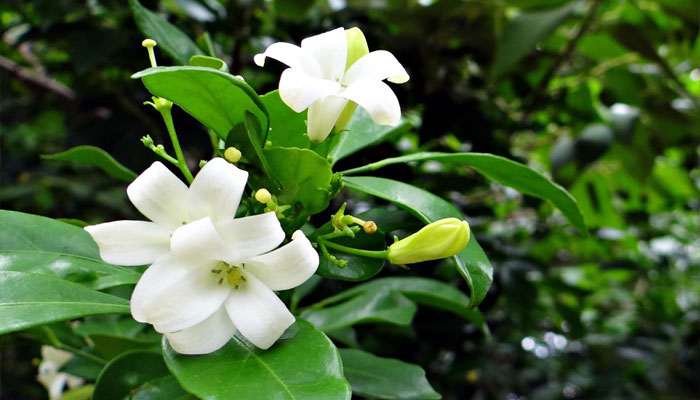 Gardenia