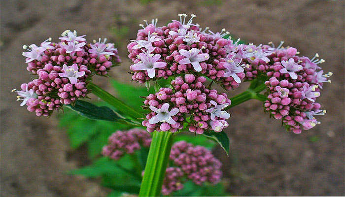 Valeriana officinalis