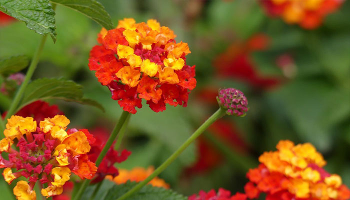 Lantana