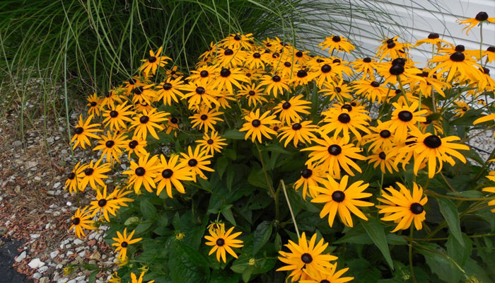 Plantas para jardín soleado 