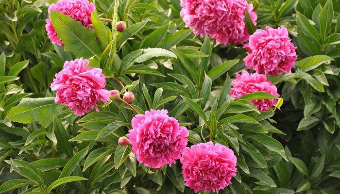 Plantas para jardín con sol 