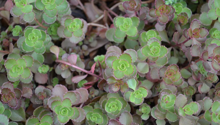 Plantas a las que les agrada el sol