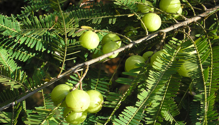 Plantas que limpian la sangre