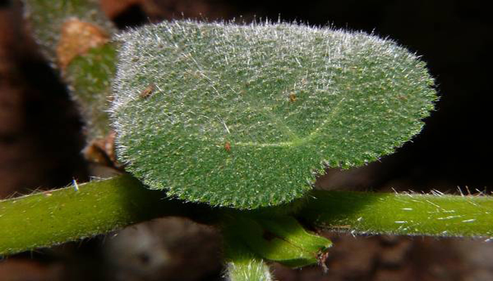 Dendrocnide moroides