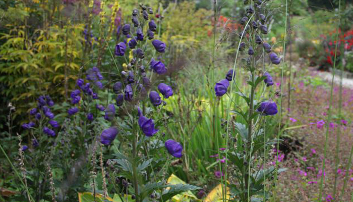 Aconitum napellus 