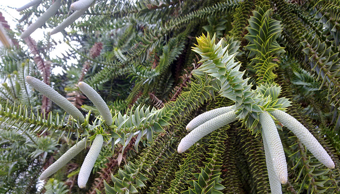 Araucaria bidwillii