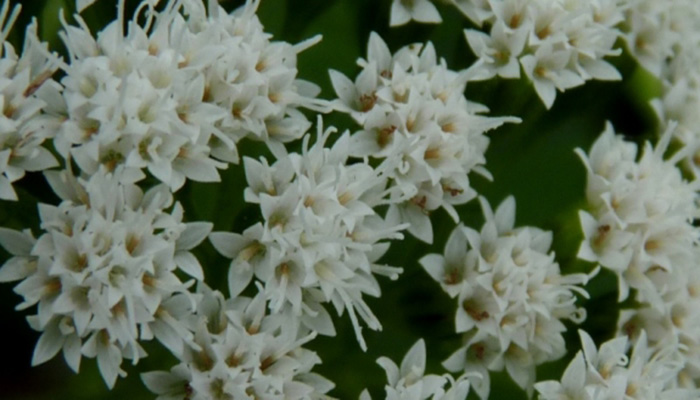 Ageratina altissima