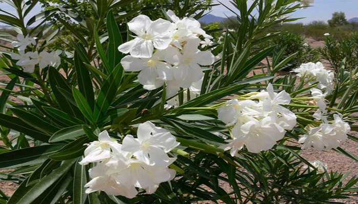 Nerium oleander