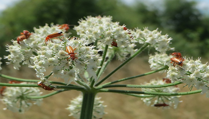 Heracleum mantegazzianum