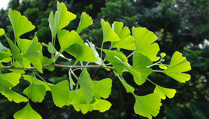 Gingko Biloba