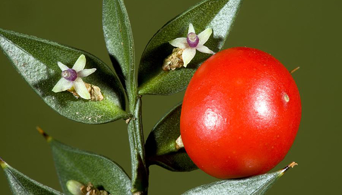 Ruscus aculeatus