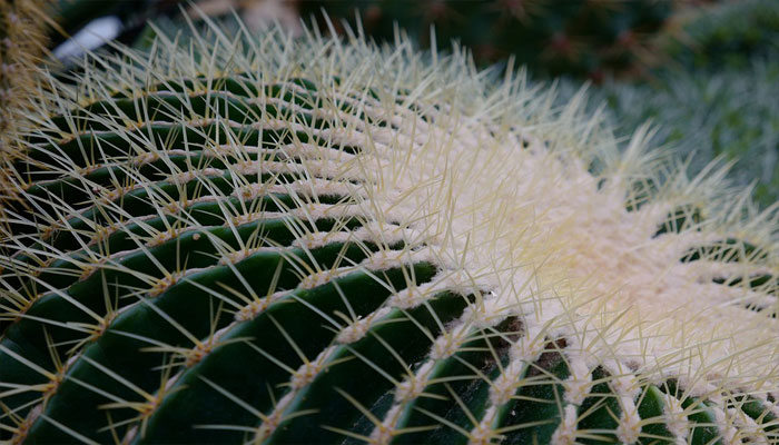 Planta que molesta a los perros