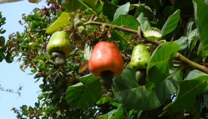 Plan con Semilla de Frutos secos