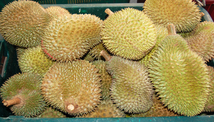 Plantas con frutas cardosas quee se dan por semilla