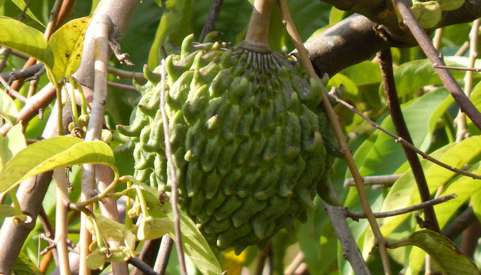 fruta con cardos que se reproduce con semilla