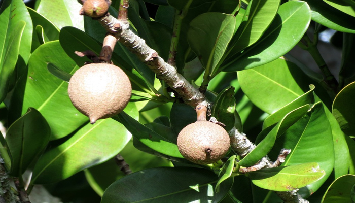 Plantas con Frutas dulce que se reproducen con semillas