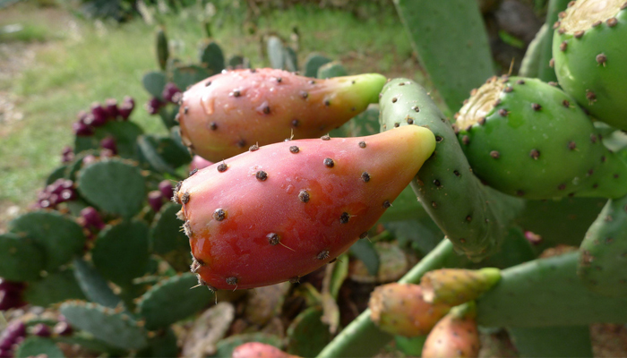 plantas con cardos que se reproducen con semillas