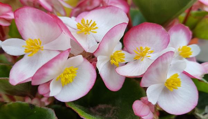 plantas que requieren agua abundante