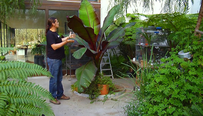 Plátano abisinio (Ensete ventricosum)