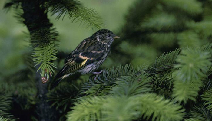 Plantas Que No Dan Frutos | Las 4
Principales Divisiones De Gimnospermas