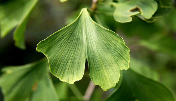 Ginkgo biloba