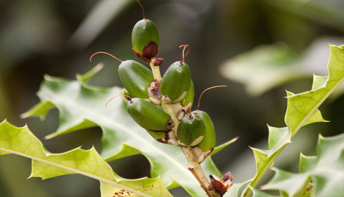 Plantas que no debes tener en casa