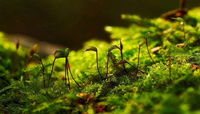 Plantas que no florecen 