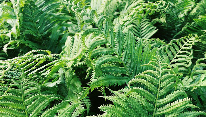 Plantas que no producen flores