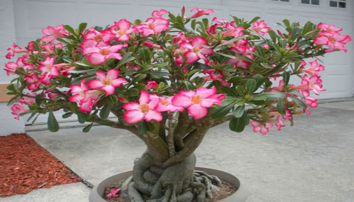 Rosa del desierto Adenium-obesum