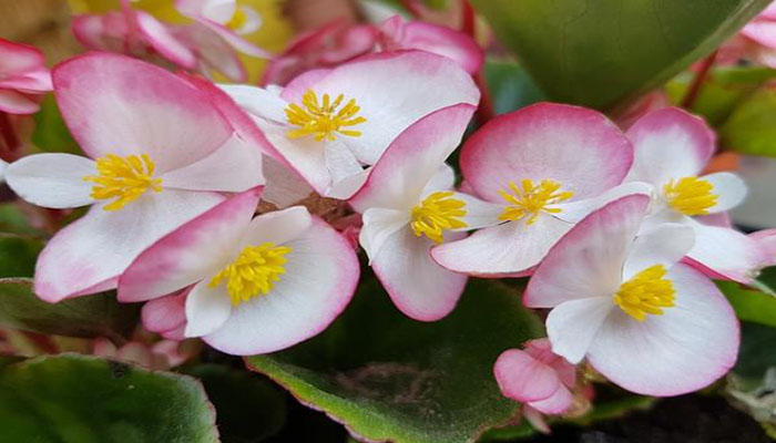 Begonias