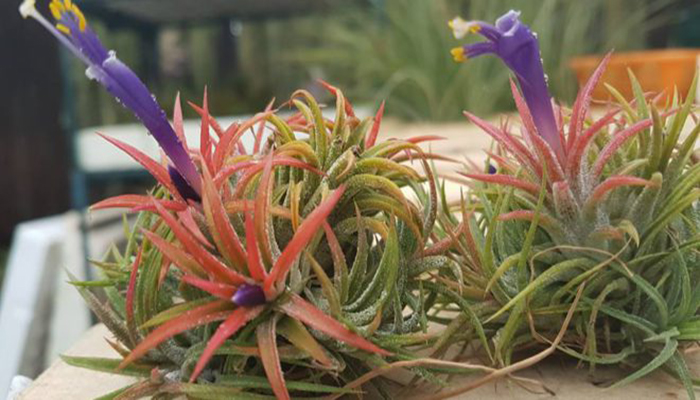 Plantas Que No Necesitan Agua: 11
Plantas De Interior Que No Regaras
