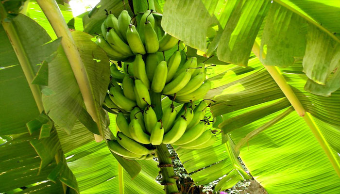 plantas que no tienen semillas