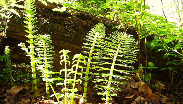 plantas que no tienen semillas