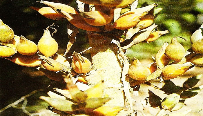 plantas que no tienen semillas