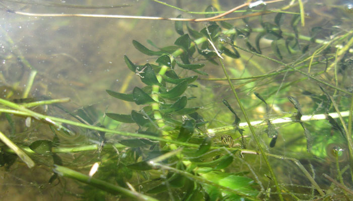 Planta para oxigenar el agua