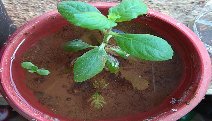 Planta oxigenante del agua