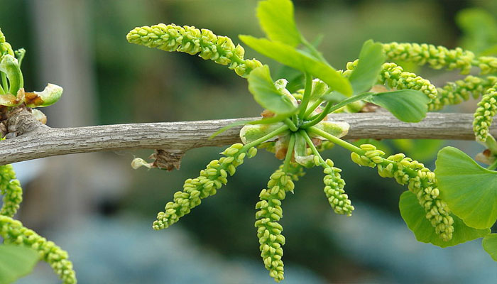 planta oxigenante para el cerebro