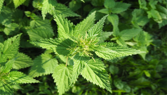 Planta que oxigena al cerebro