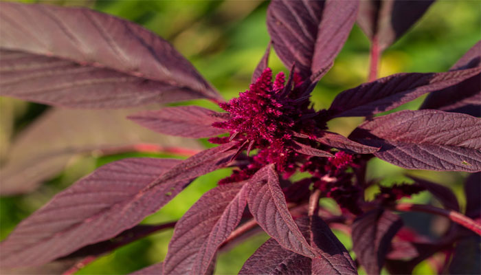 planta oxigenante para el cerebro