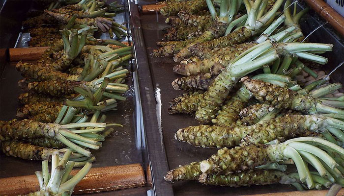 Planta que epara el cerebros oxigenante 