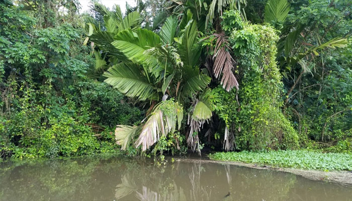 Plantas similares a palmeras