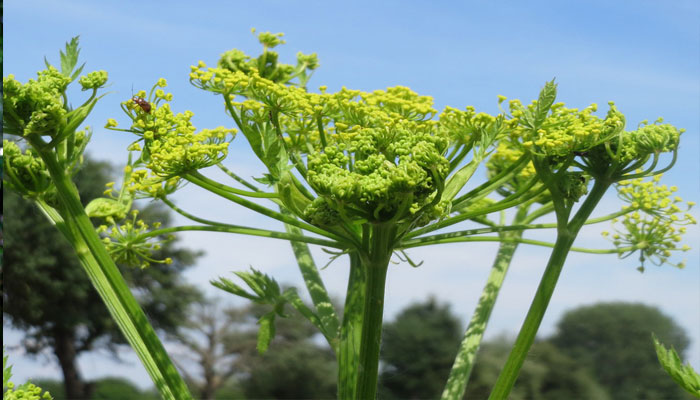 Umbelas amarillo verdosas de chirivía silvestre contra el cielo