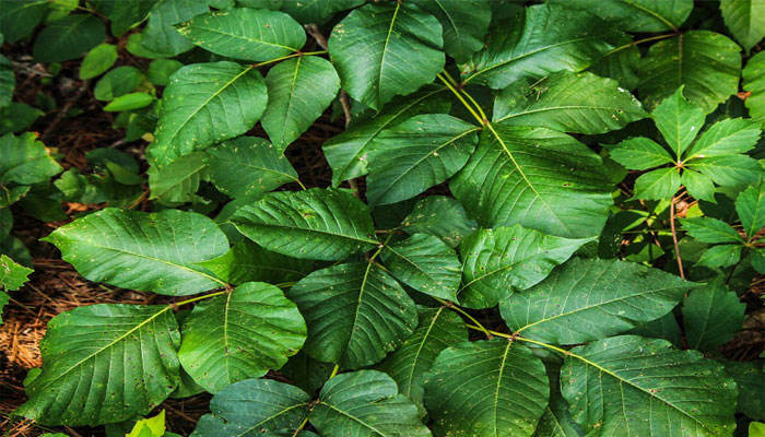 Hojas de tres folíolos de hiedra venenosa, Toxicodendron radicans