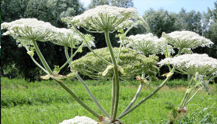 Umbela blanca y ancha de una planta del género Heracleum